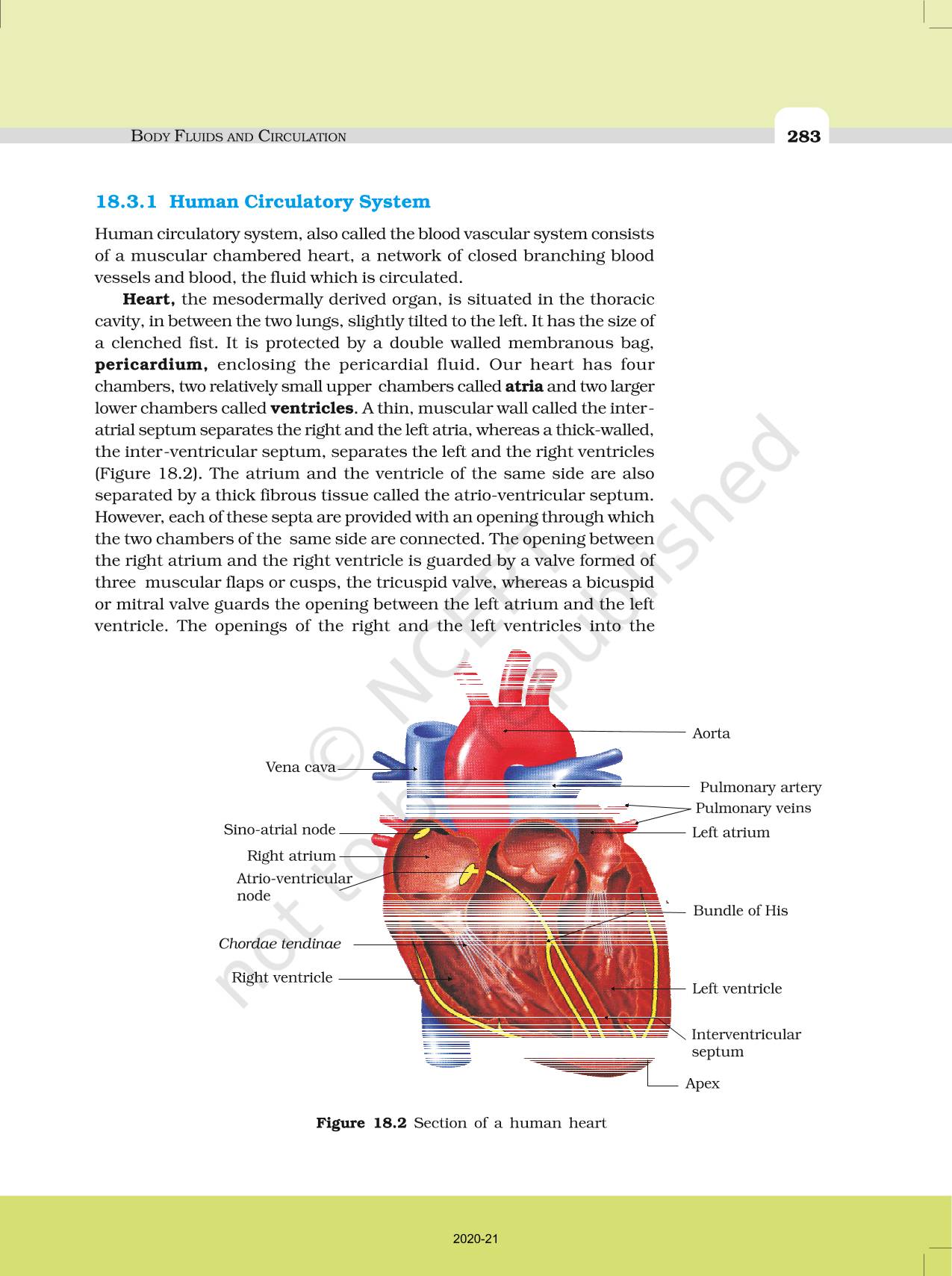 cbse class 11 biology body fluids and circulation ncert solutions